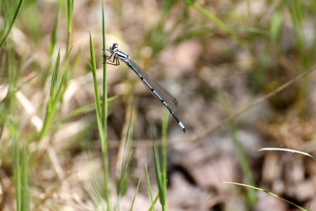 Platycnemis pennipes? no, Coenagrion cfr. puella